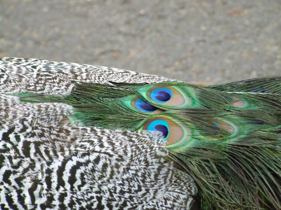 Peacock